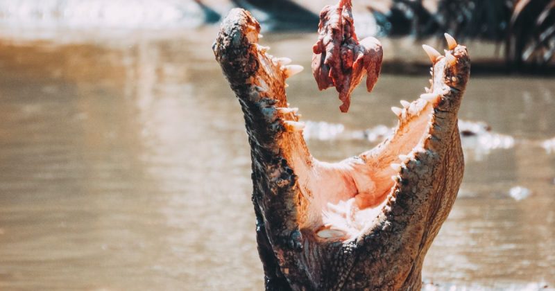 Crocodilo agarrou a m&atilde;o de guia de turismo em uma excurs&atilde;o – Foto: Unsplash/Divulga&ccedil;&atilde;o/ND