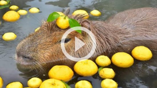 Não tem pelo amor de Deus!': rato capturado implora para não