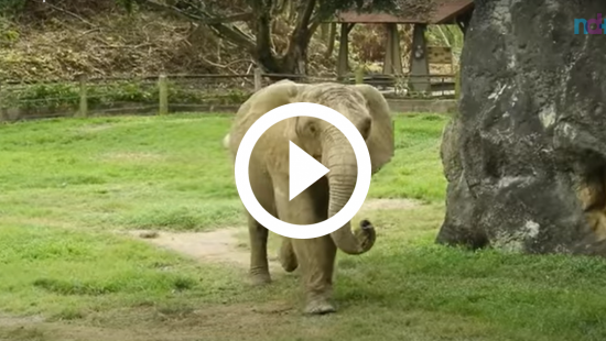 Não tem pelo amor de Deus!': rato capturado implora para não