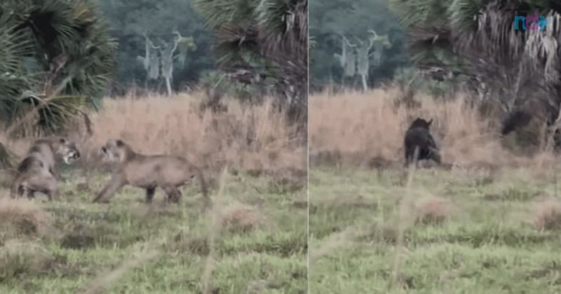 Javali separa a briga entre panteras em Devil's Garden, na Flórida