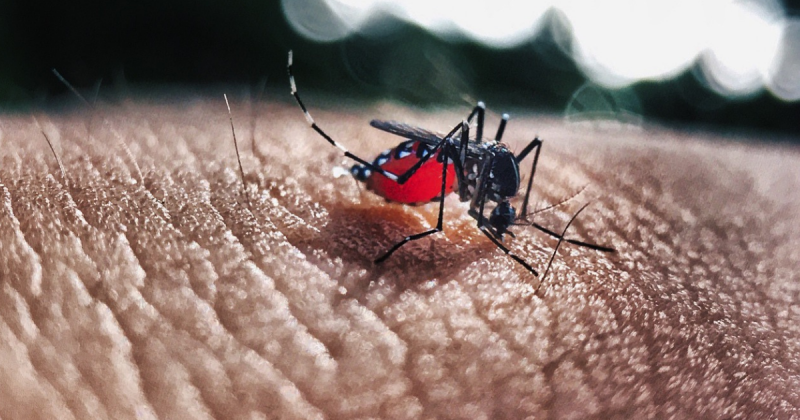 Imagem ilustrativa do mosquito Aedes Aegypti, transmissor da dengue