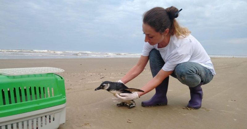 Emergência zoossanitária: ONG Educamar interrompe resgate de aves 