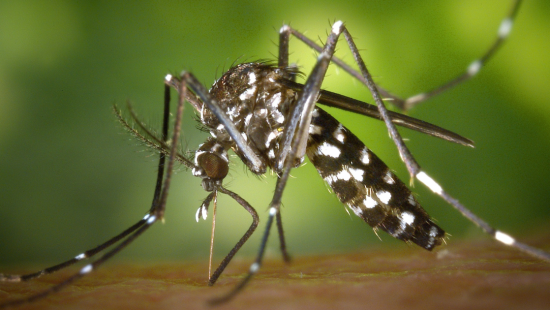 Como é o mosquito da dengue? Conheça o ciclo de vida do transmissor da doença