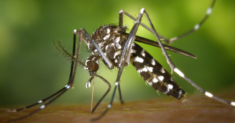 SC registra 203 casos prováveis de dengue por dia em 2024 com aumento de mais de 600%