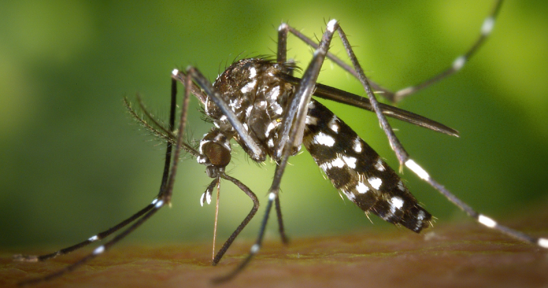 Mosquito Aedes aegypti é o transmissor da chikungunya