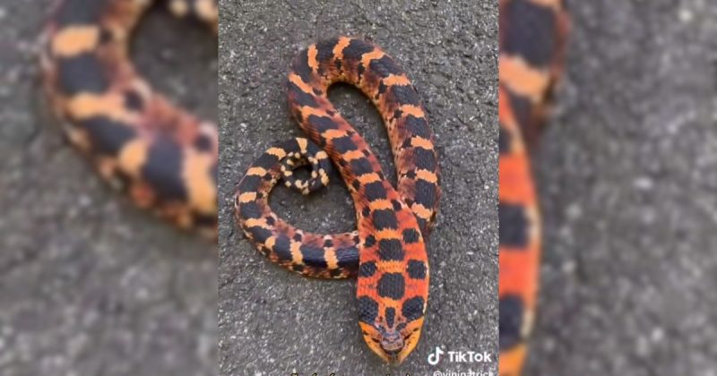Cobra nariz de porco chama aten&ccedil;&atilde;o por conta da sua colora&ccedil;&atilde;o – Foto: @vinipatrick/Reprodu&ccedil;&atilde;o/ND
