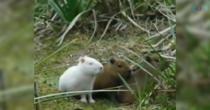 Capivara albina é avistada com bando no Uruguai e vídeo viraliza; veja