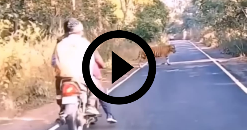 Huge tiger was crossing the street when he was almost run over
