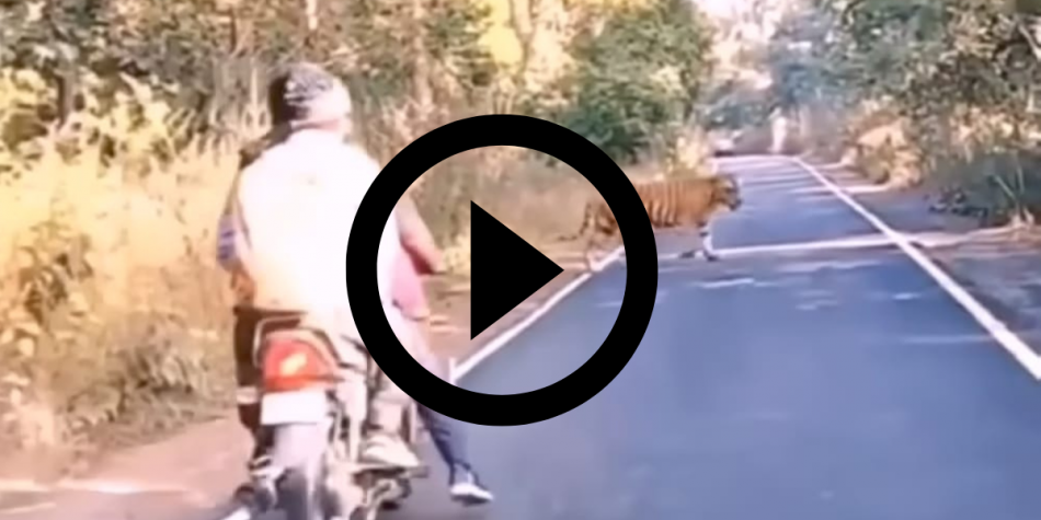 “Le fue mal”: el enorme tigre casi lo atropella y se enoja con los conductores de una moto
