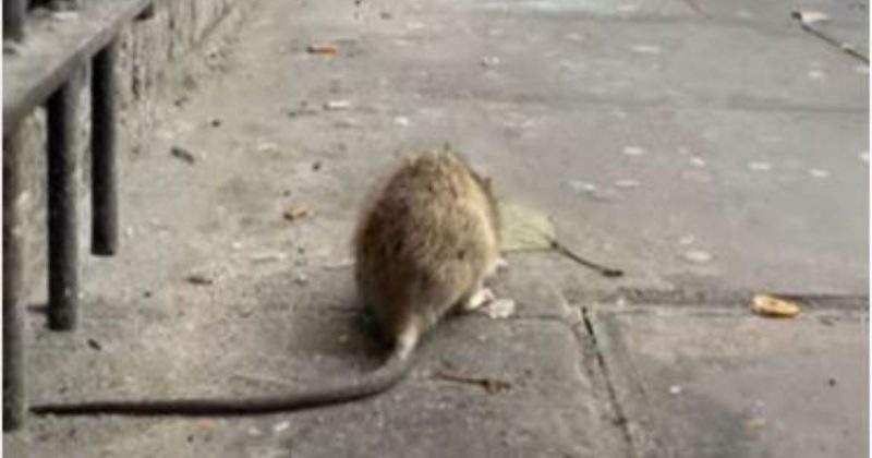 Foto mostra um rato no chão
