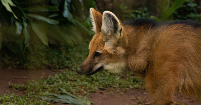 Mata Atlântica é o bioma com mais espécies de fauna e flora