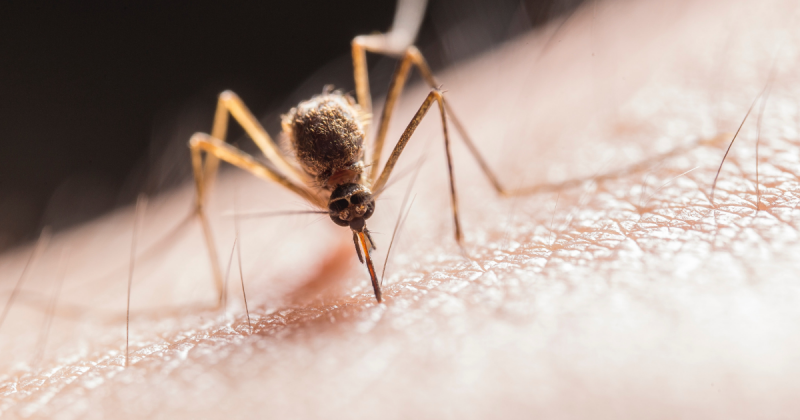 From January to August, the country recorded 22 dengue deaths on top of 12,263 cases, a 152% increase from the same period last year, according to the Ministry of Health.  – Photo: Pexels/Reproduction/ND