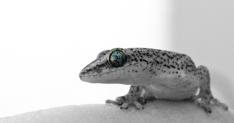 Geckos play a valuable role in controlling unwanted insect populations in homes.