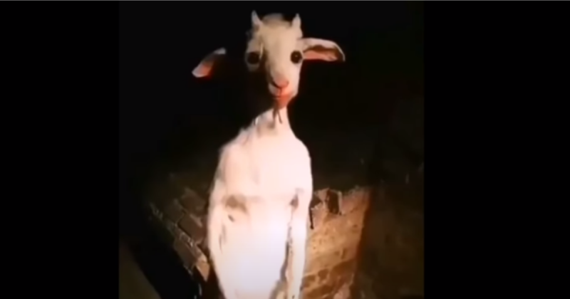 Standing goat - old social media video