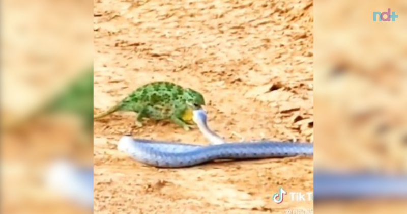 camaleão, mamba negra, luta