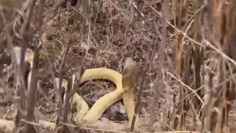 Cobra foi achada pelo jovem na mata