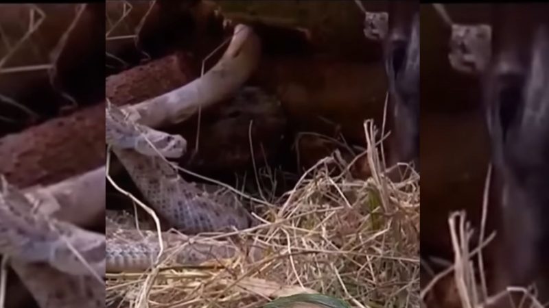 Cobra ataca em porco e vídeo viraliza