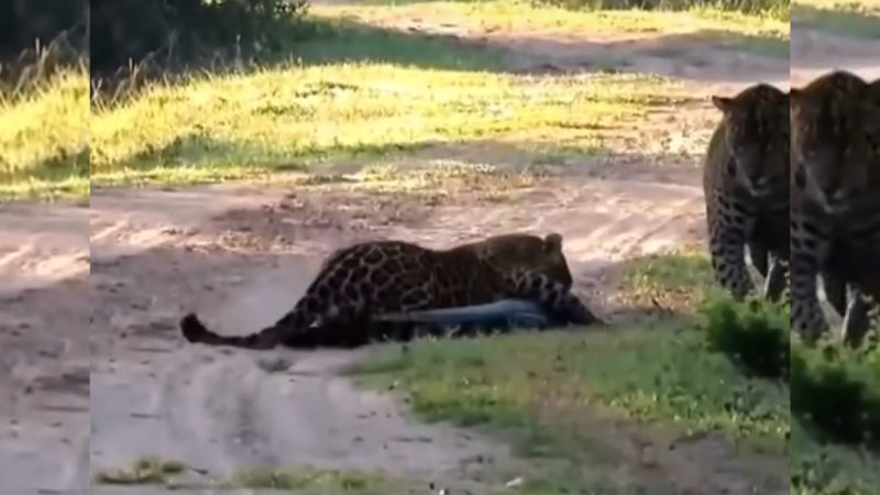 Onças atacam o jacaré na selva