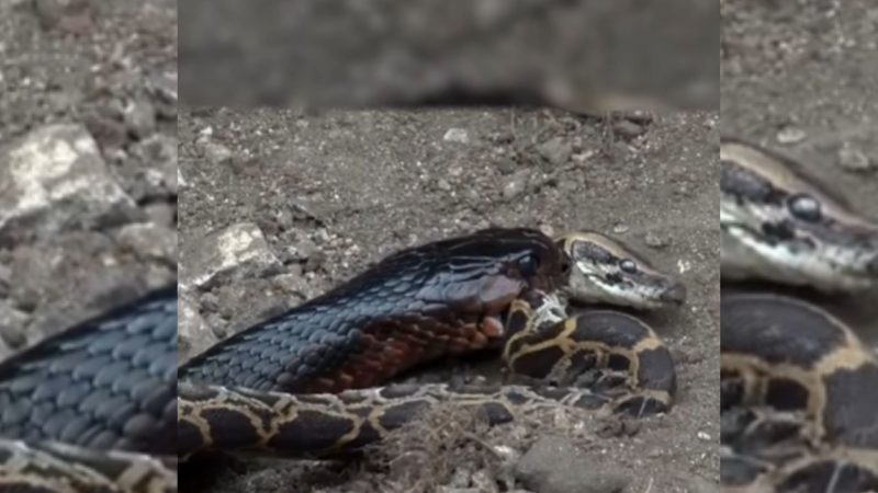 Serpente é conhecida como "cobra do bem" 