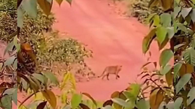 Onça rondando moto de homem