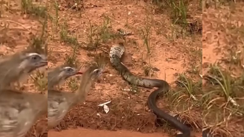 Cobra confundindo seriemas