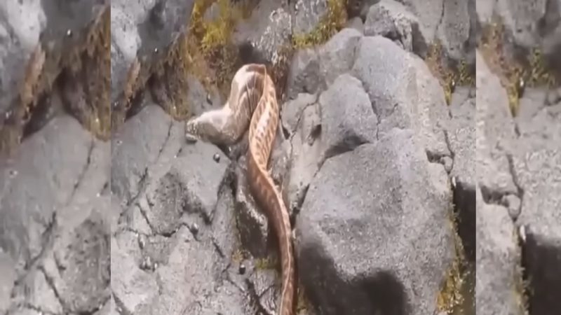 The false snake is actually a moray eel