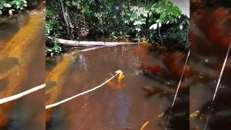 Cobra é afastada pelos moradores