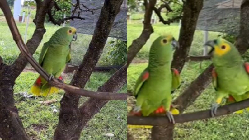 Vivem brigando, casal de papagaios é flagrados em discussão 