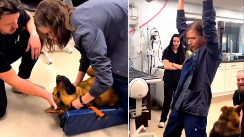 Após salvar a vida do cão a médica veterinária comemorou com a sua equipe 