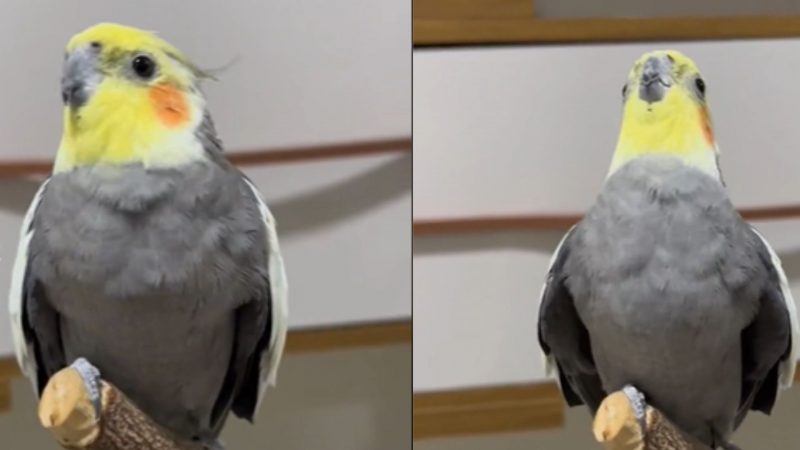 Ao som de hit, calopsita agita a web nesta quinta-feira (25)