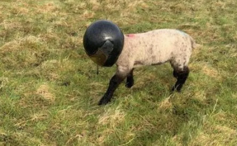 Cordeiro estava de capacete