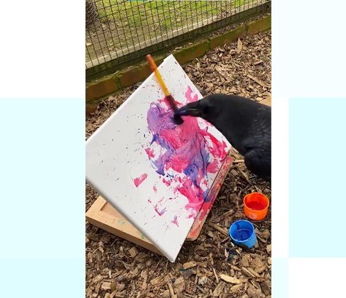 Corvo fêmea tem 11 anos e gosta de usar tintas e corantes — que são seguros para animais - @TropicalButterflyHouse/ Reprodução/ND