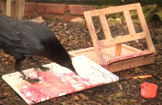 As capacidades artísticas fizeram a corvo ser comparada ao pintor Jackson Pollock - @TropicalButterflyHouse/ Reprodução/ND