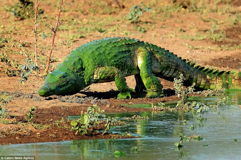 A curious scene was recorded by South African Armand Grobler.  In the photographs, an imposing crocodile walks on land, its entire body is covered with algae.