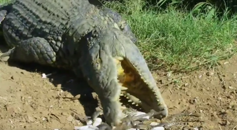 Crocodile shows all his tenderness