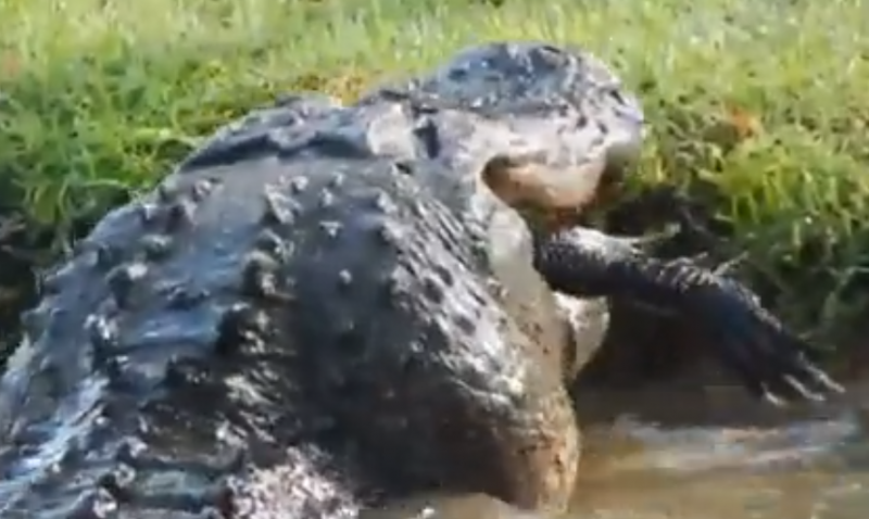 Crocodilo come outro animal da mesma espécie