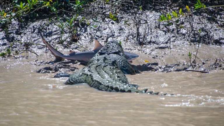 Crocodilo devora tubarão