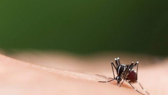 Quanto tempo dura a infecção de dengue após o contágio?