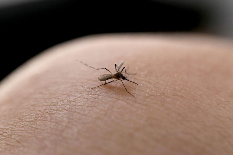 Dengue fever levels in the UK have already surpassed 2022 levels.