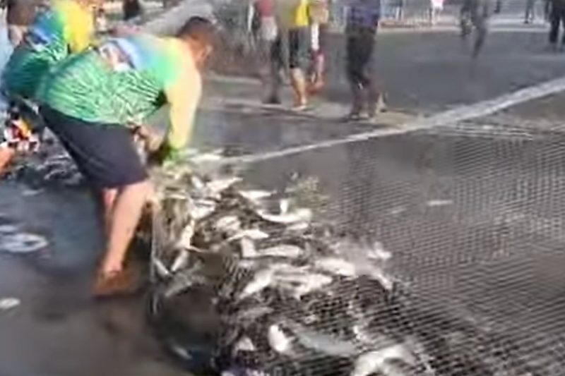 Tainha em grande número fez a festa de pescadores em Palhoça