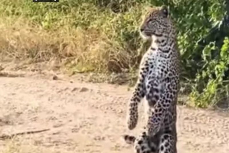 Leopardo de pé impressiona internautas