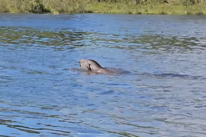 Anta ferida atravessa rio para se afastar de pesacadores