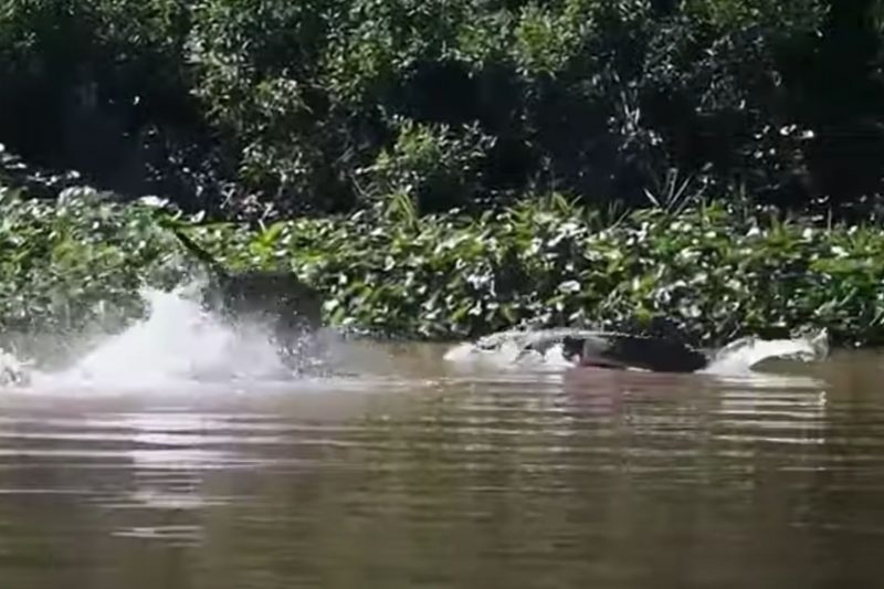 Onça demorou, mas deu bote mortal em jacaré