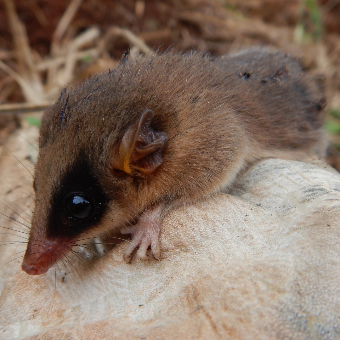 Arboreal marsupials are nocturnal.  - DNIT/Disclosure/ND