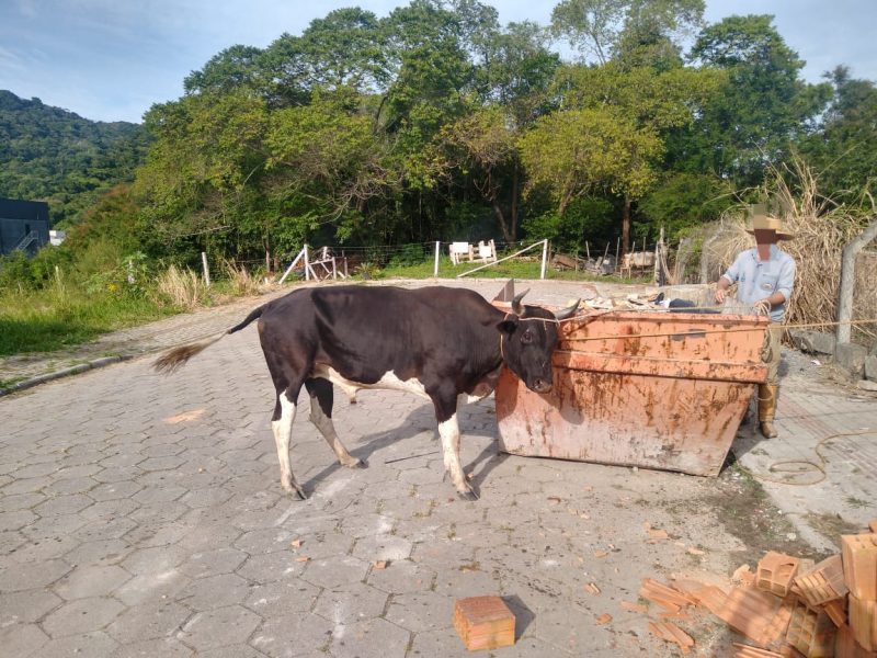 Farra do boi acontece em Bombinhas