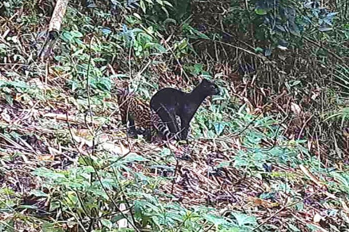 Cobra exótica comum nos EUA é achada em rua do Paraná