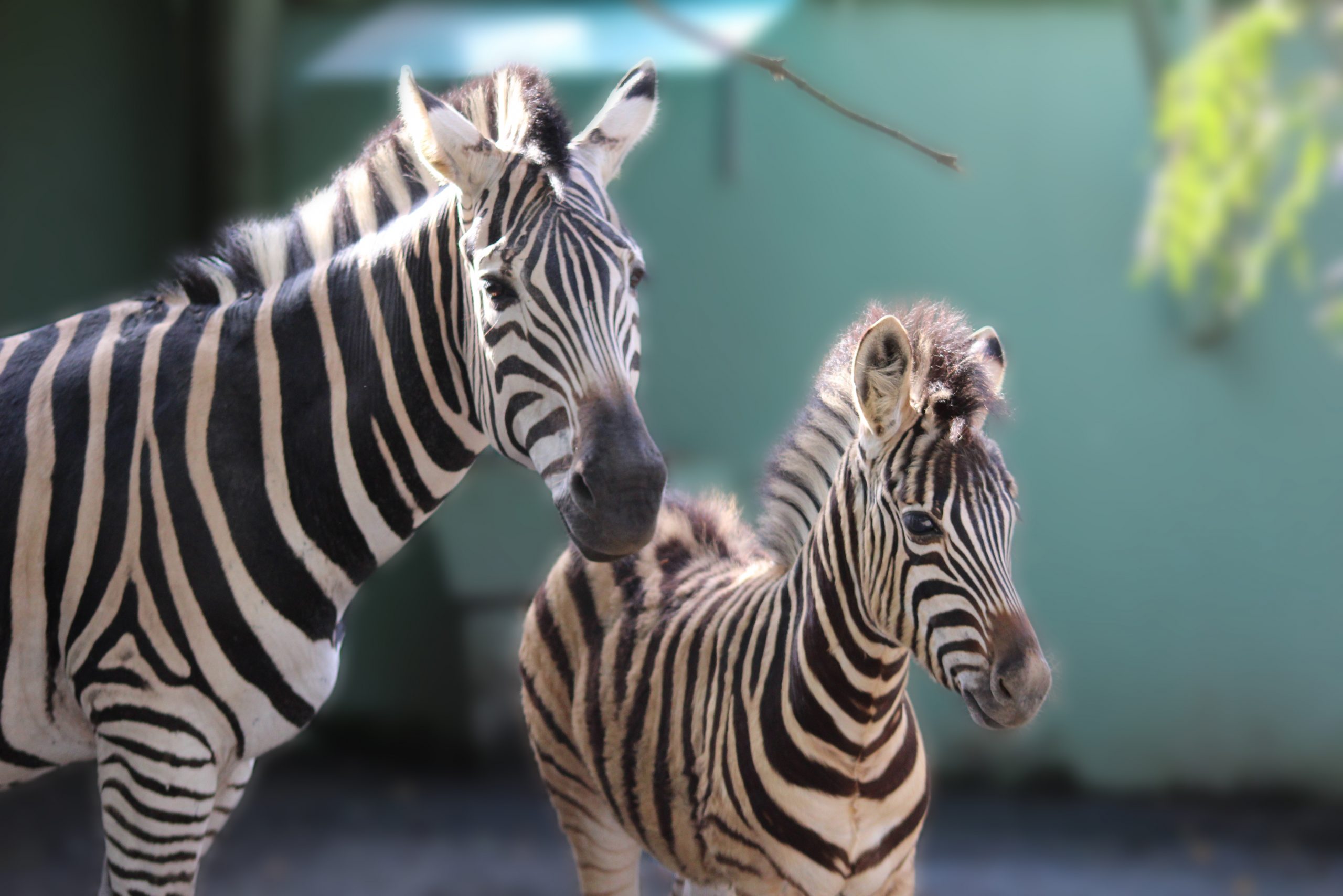 Incomum: filhote de zebra nasce em zoológico de pomerode