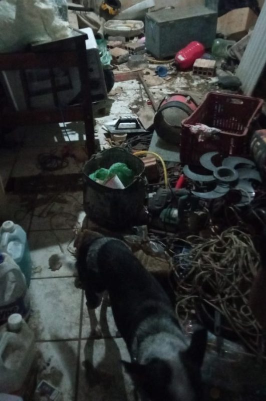 Animais estavam presos em meio a fezes, urina, restos de comida e outros objetos – Foto: Inis/Reprodu&ccedil;&atilde;o