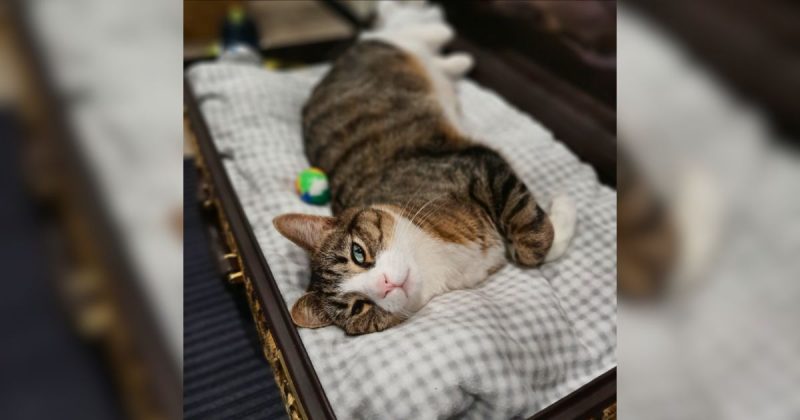 Hotel proporciona estadia de luxo para gatos