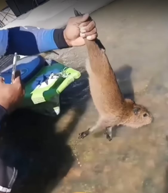 A biologist commented on the unusual case of a baby capybara that was recently caught and went viral - Photo: Biologista Henrique/Disclosure/ND